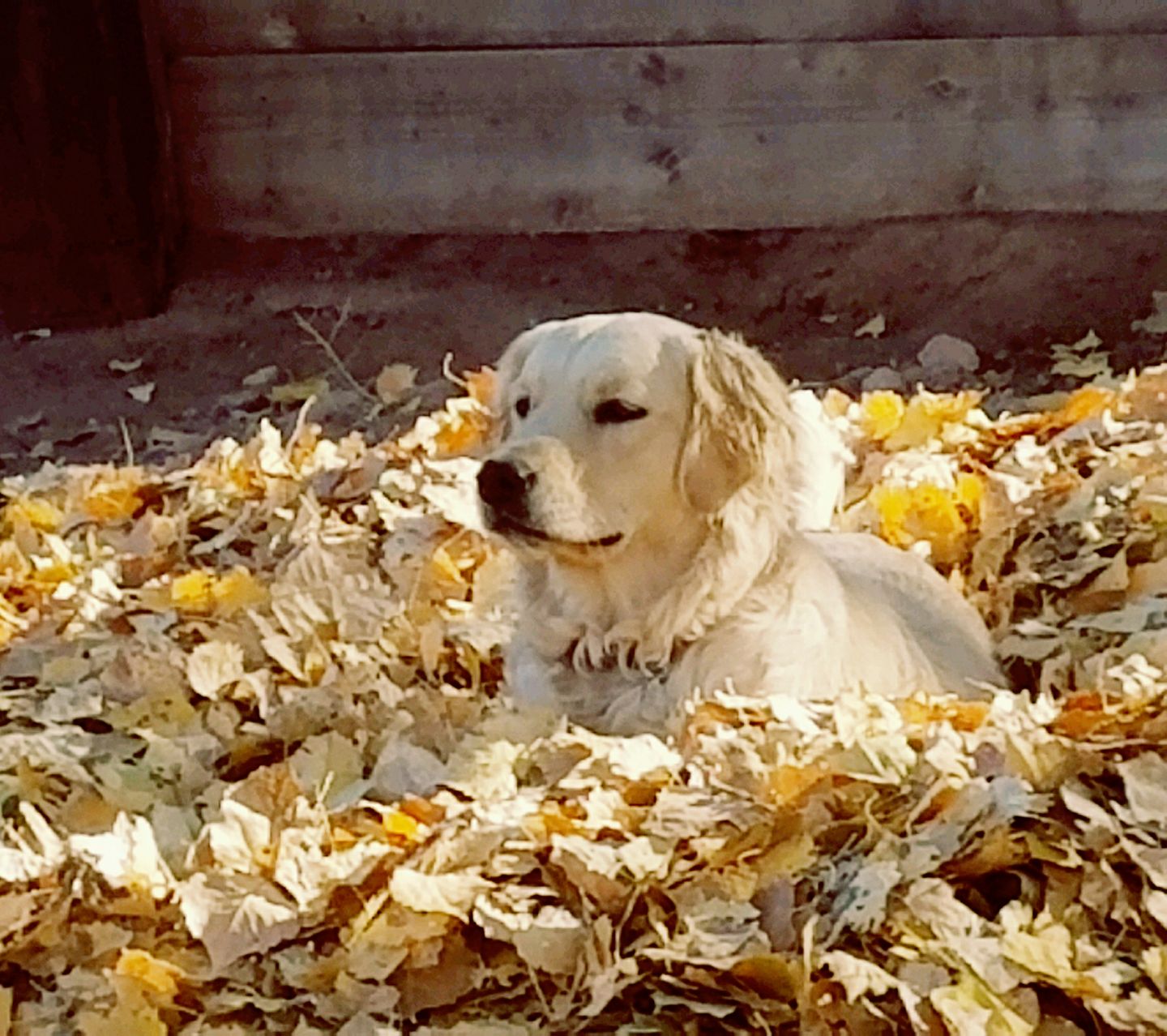Tracey's Bed And Biscuit Daycare&Boarding