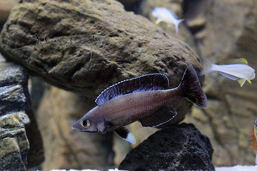 Tanganjikasee-Cichlidenverzeichnis 