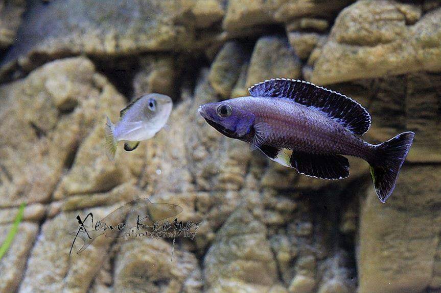 Tanganjikasee-Cichlidenverzeichnis 