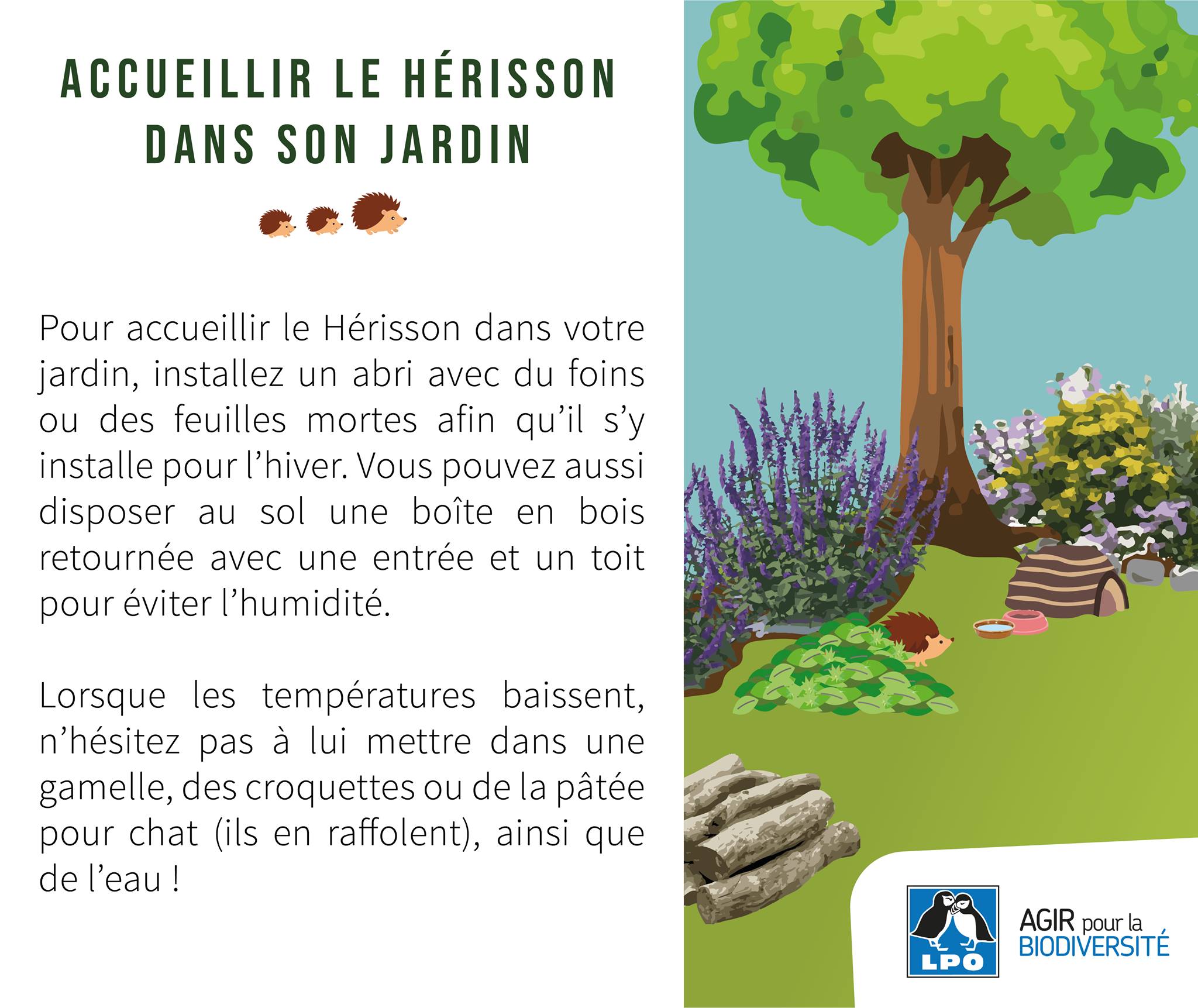 Centre de soins LPO Aquitaine - Accueillir le Hérisson dans son jardin ...