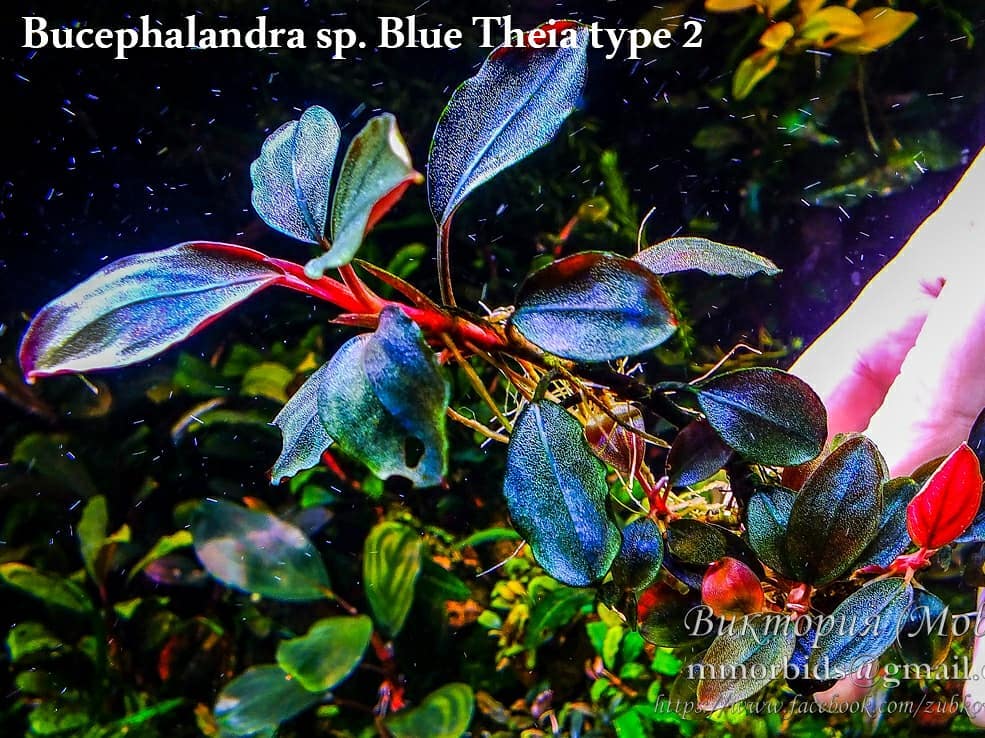 Bucephalandra sp. Blue Theia type 2 . ﻿#mobidsplants #aquarium