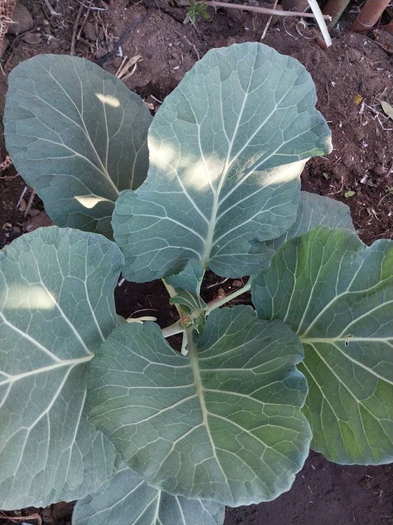 my tobacco plants . supposed to repel the cabbage white butterfly but  should be planted kn all sides of the cabbage. however those cabbages next  to them are very good with minimal