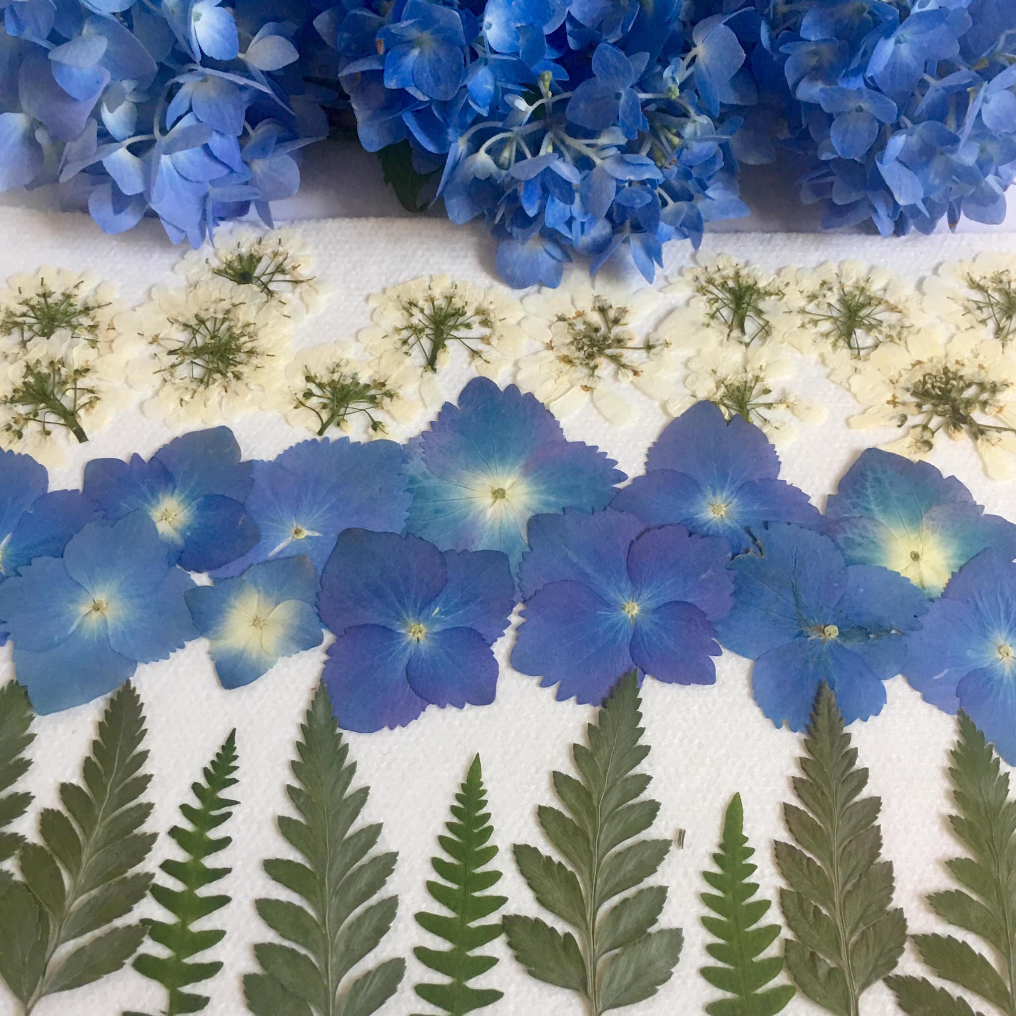 My new collection of pressed... - Patsy's Pressed Flowers | Facebook