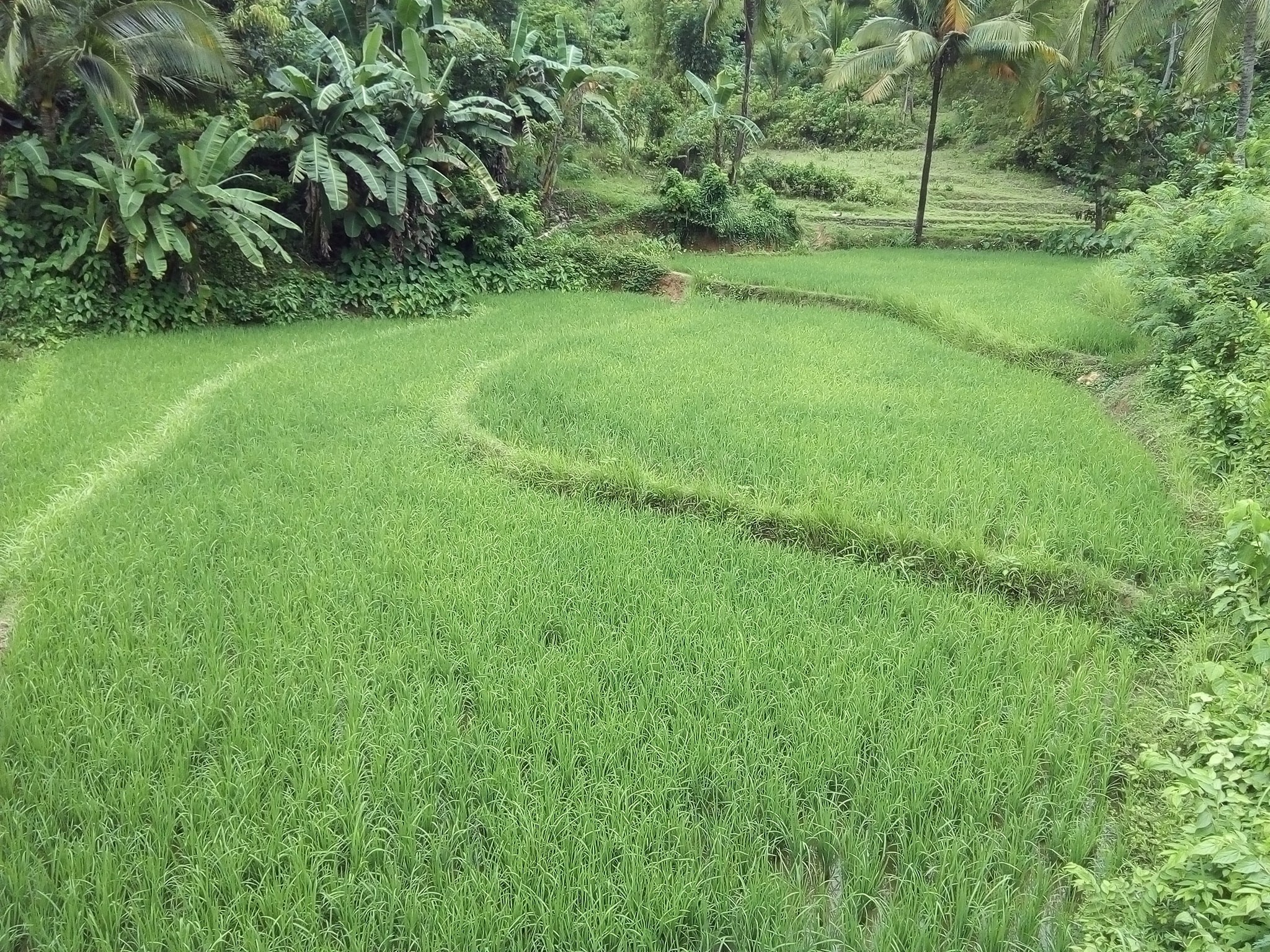 RICE FIELDS OF BAYAWAN CITY ~ An... - Negrosanon Stories | Facebook