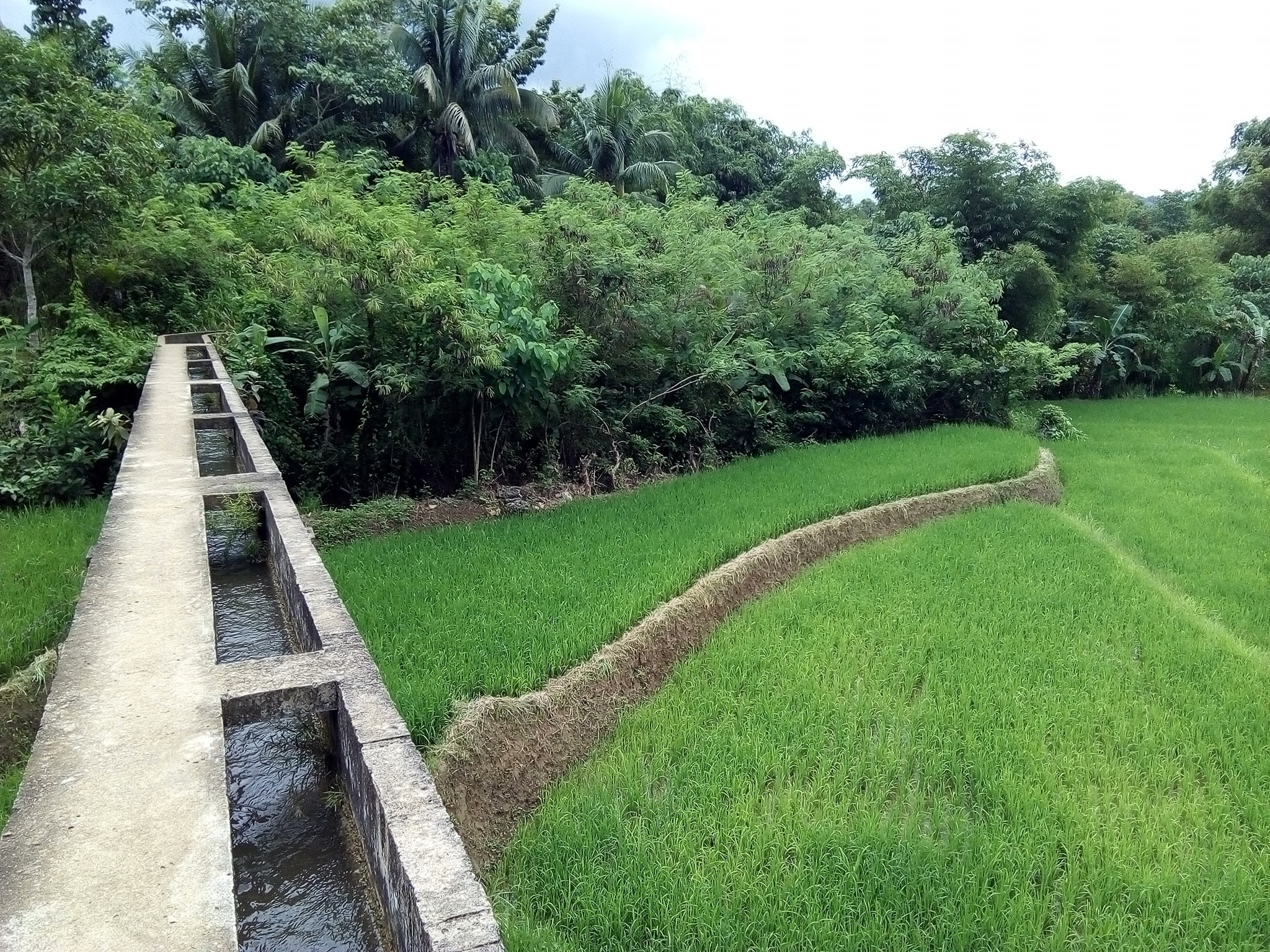 RICE FIELDS OF BAYAWAN CITY ~ An... - Negrosanon Stories | Facebook