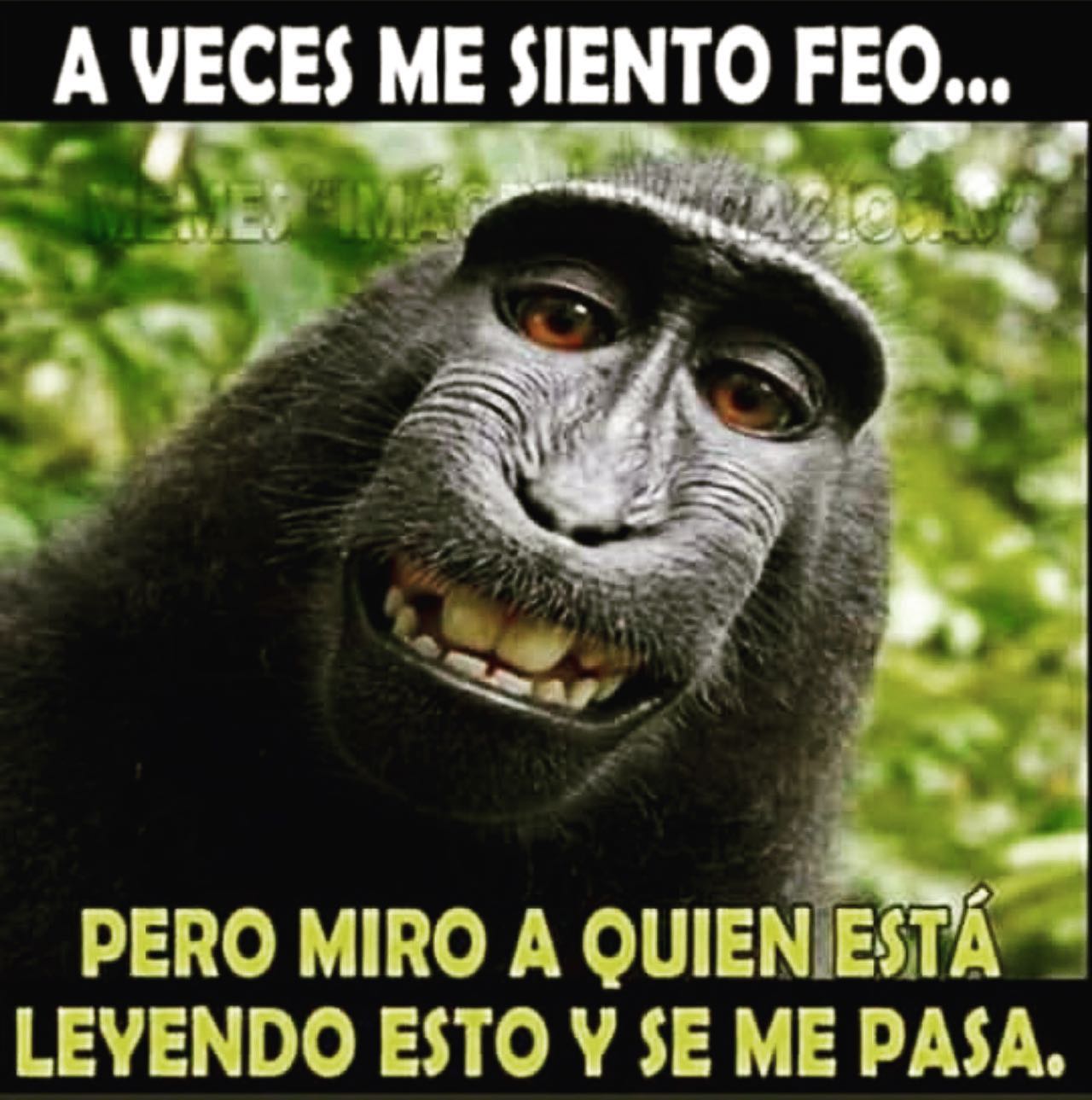 MemesRD - 👀👀👀 #meme #animals #animalfun #memes #mono #monkey #vainas # ...