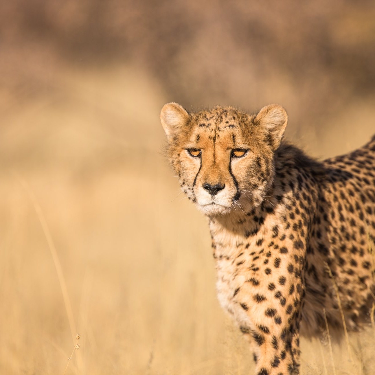 Rogge Cloof is part of the Cheetah Metapopulation Project, which is a ...