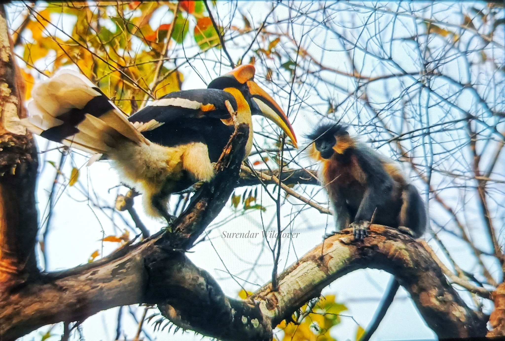 Indian great hornbill and black capped langur photos