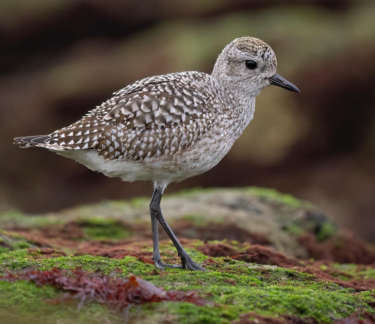 Cesar Gil Wildlife Photography