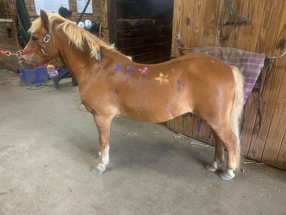 Outback Stables | Ledyard CT