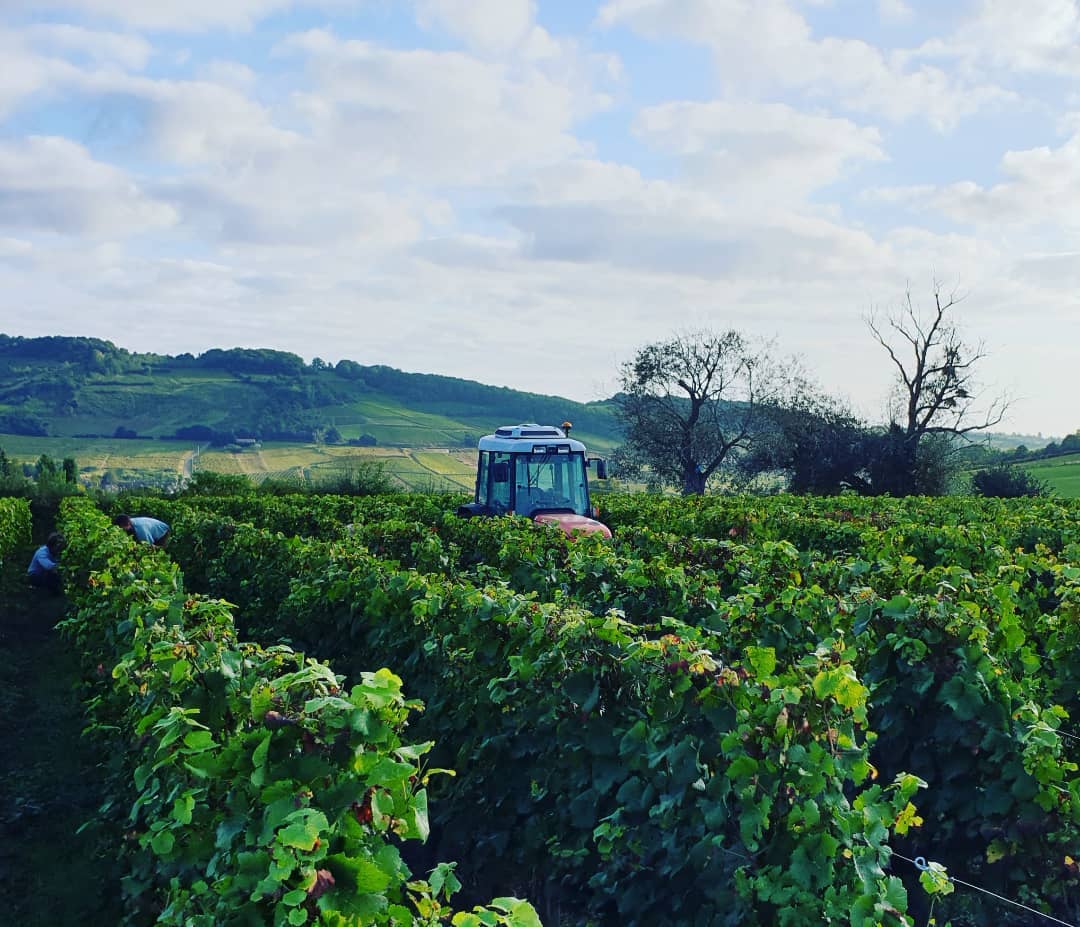 Domaine du... - Domaine du Chétif Quart - D'Heilly-Huberdeau