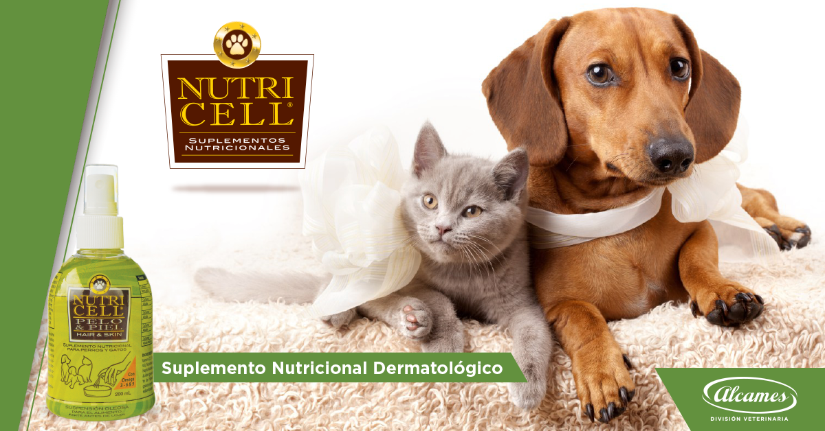 Nutricell® es el suplemento... - Alcames División Veterinaria | Facebook