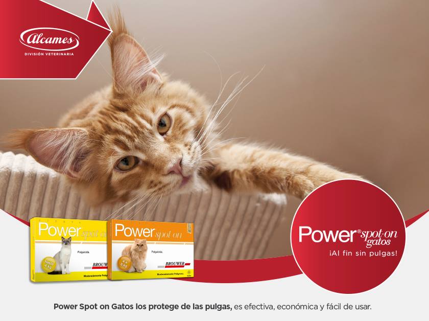 Power® Spot On Gatos es la... - Alcames División Veterinaria