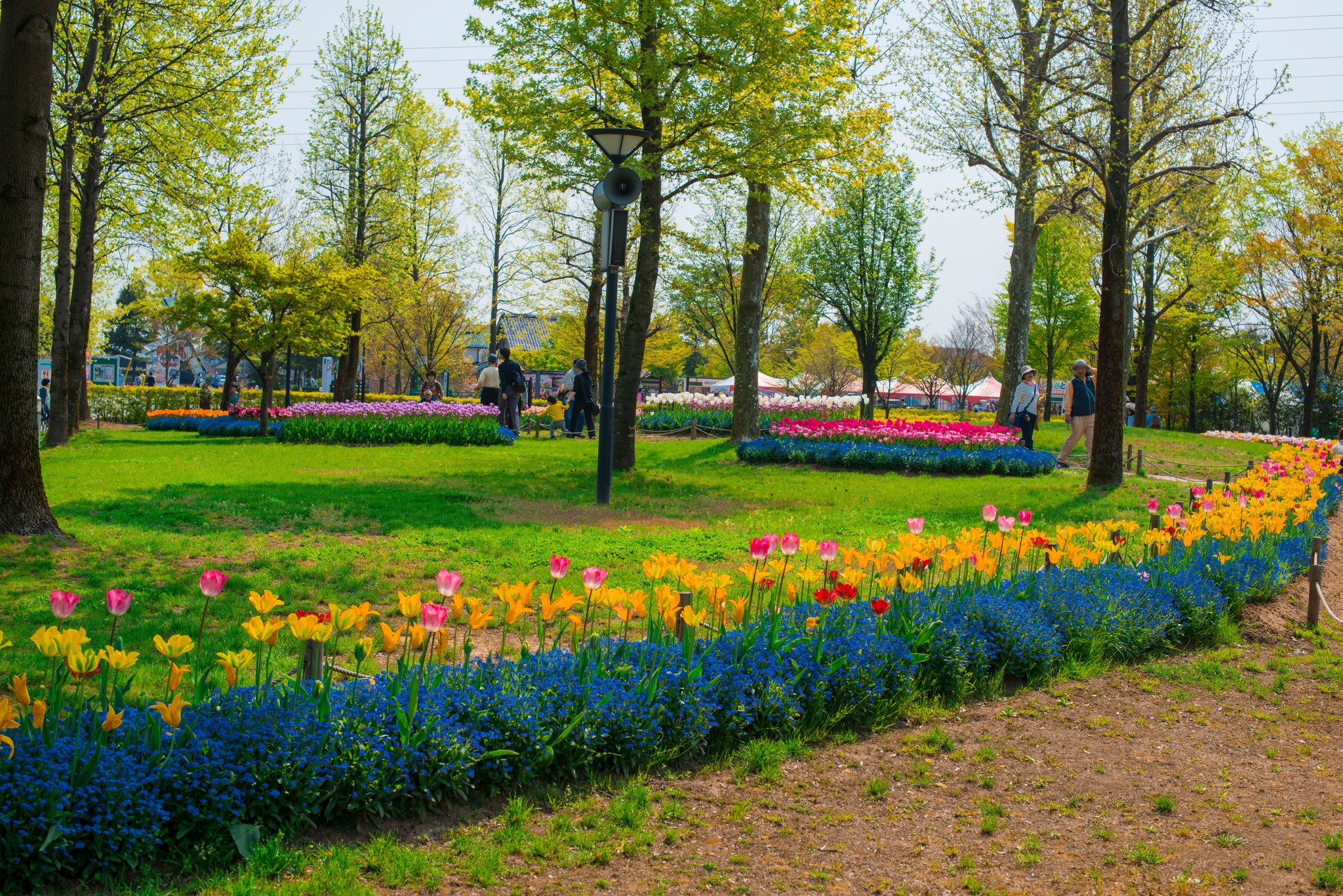 Welovetogo - 🌷 สวนทิวลิปโทนามิ (Tonami Tulip Park)...
