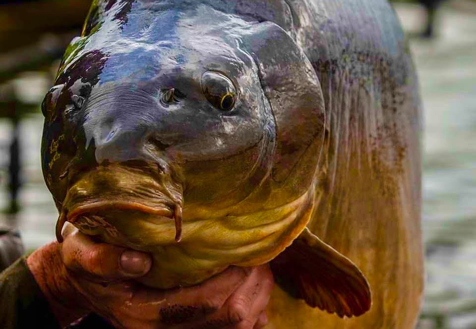 Chiltern Carp Study Group | Blast from the past … Chiltern Rod Company ...