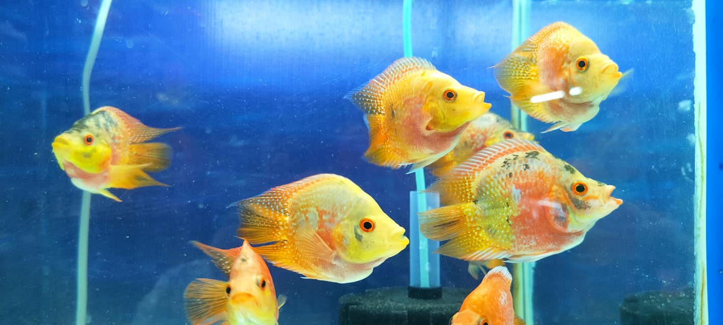 K K FISH HUB | Hoshiarpur