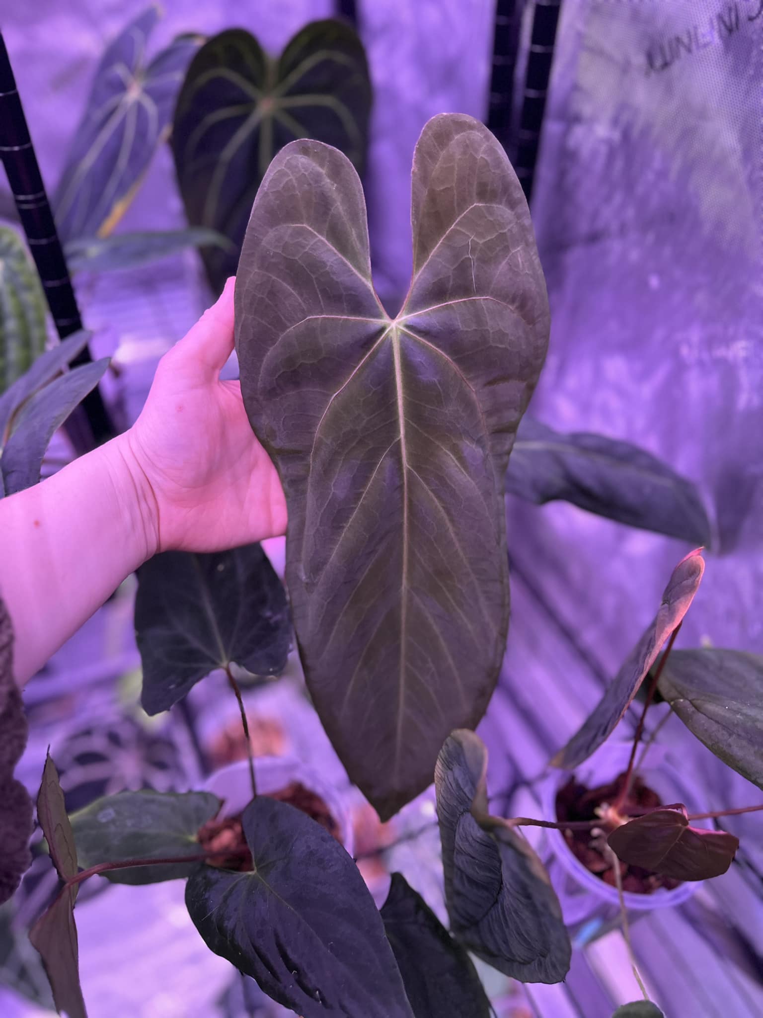 Anthurium papi pink x michelle variegated