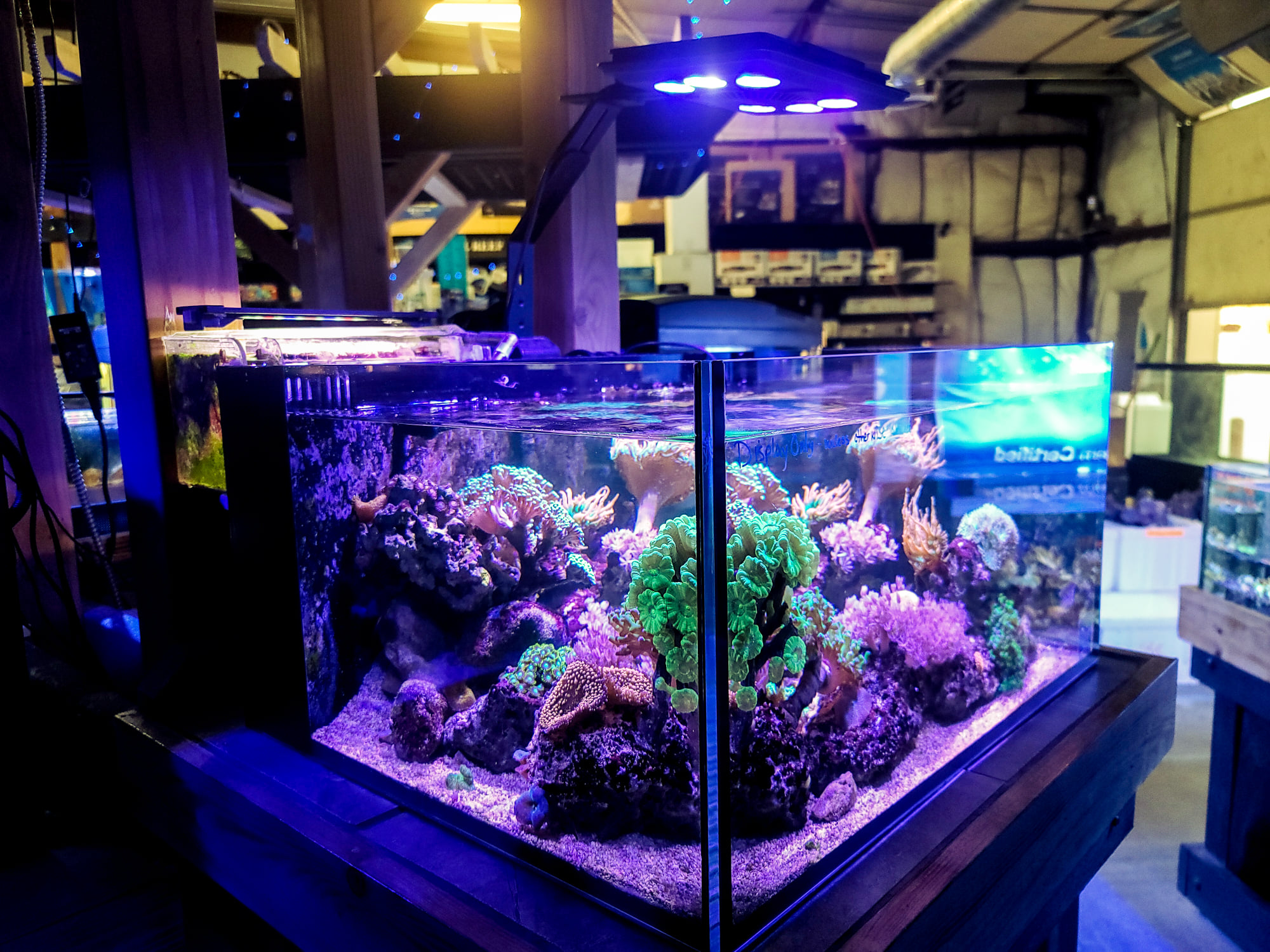 In celebration of the release of the MJ-L165 Blue Edition LED, we