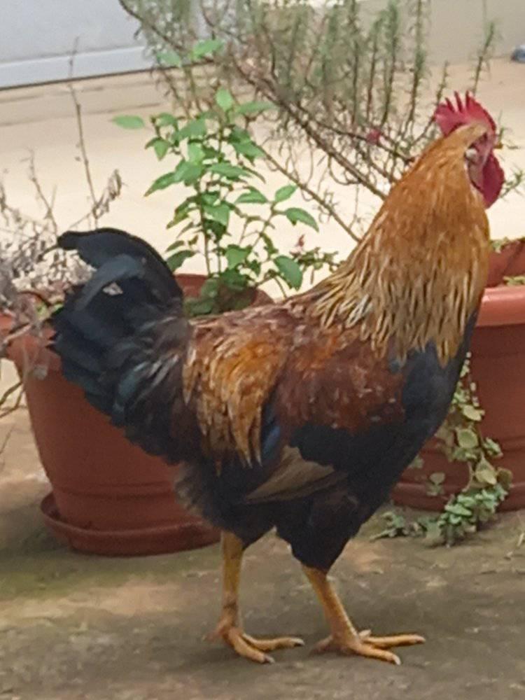 Chicken home ug
