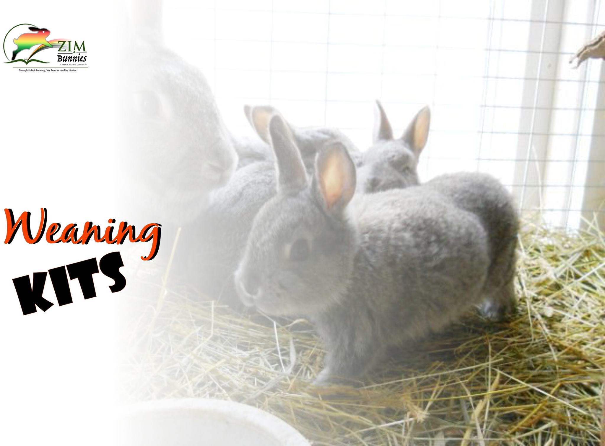 Zim Rabbits | Harare
