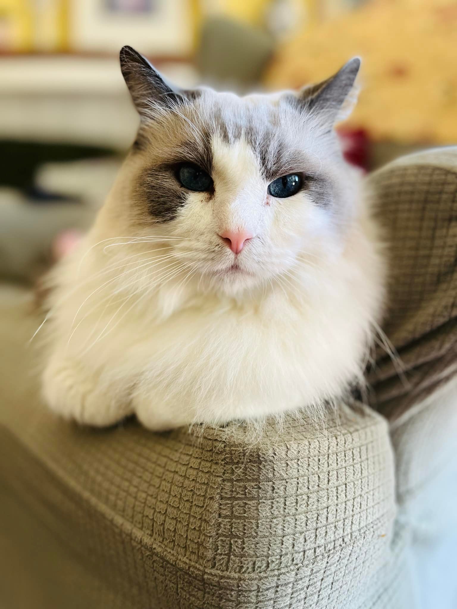 Bourdeaux The Spoiled Ragdoll Cat - Photo of a sad kitty. :( I know it ...
