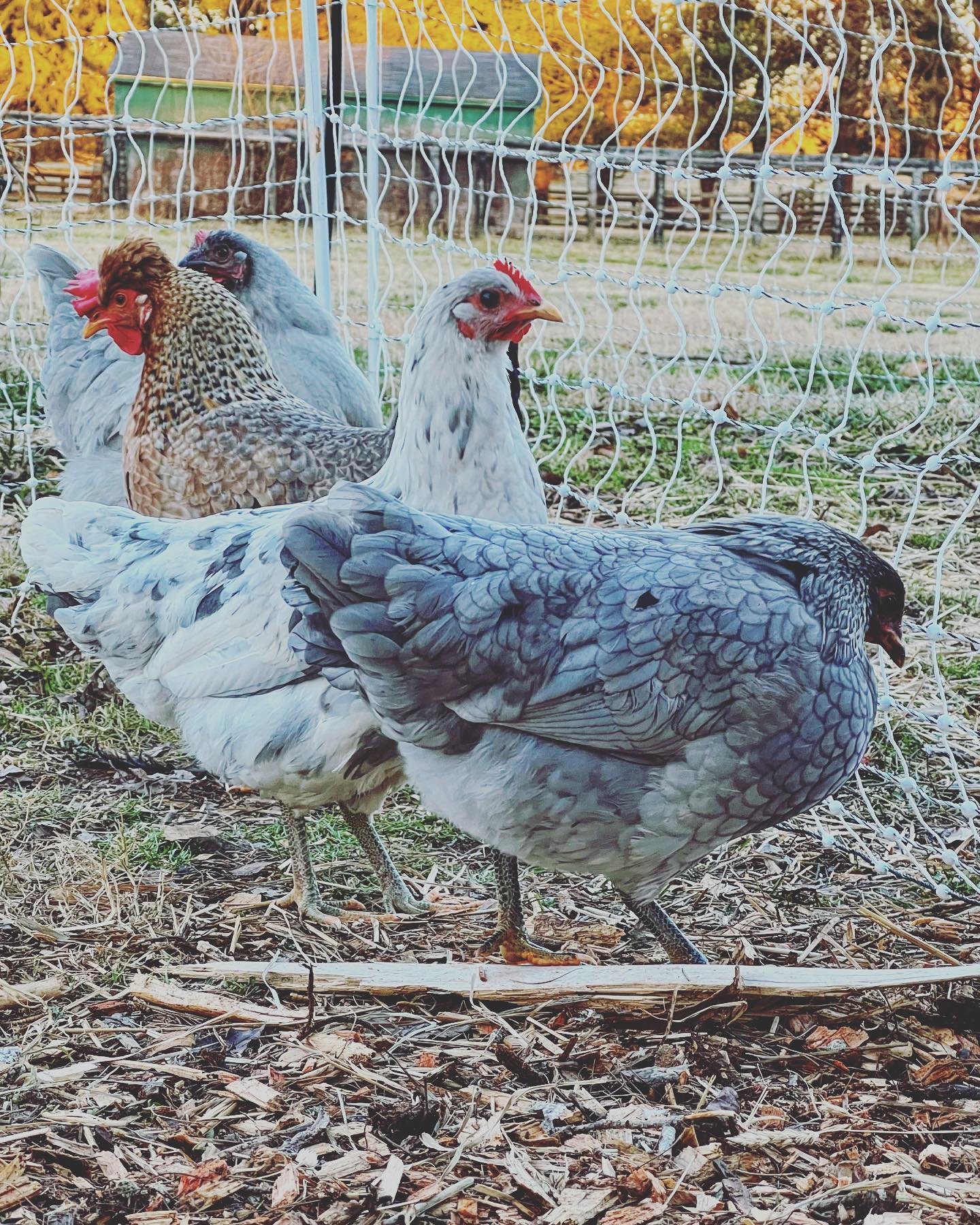 Dogpatch Farm - Welcome to the farm some new lovely... | Facebook