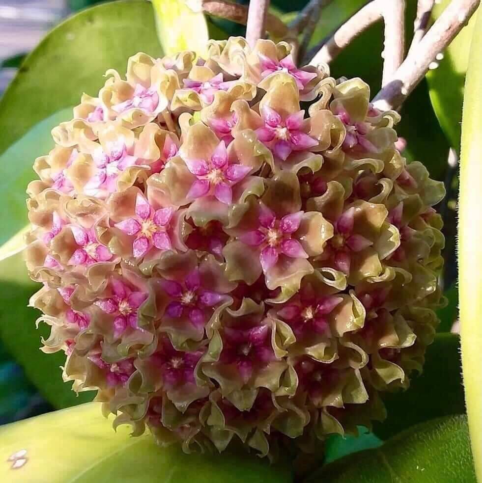 Happy​ Saturday​ everyone Hoya​ glabra​ alex