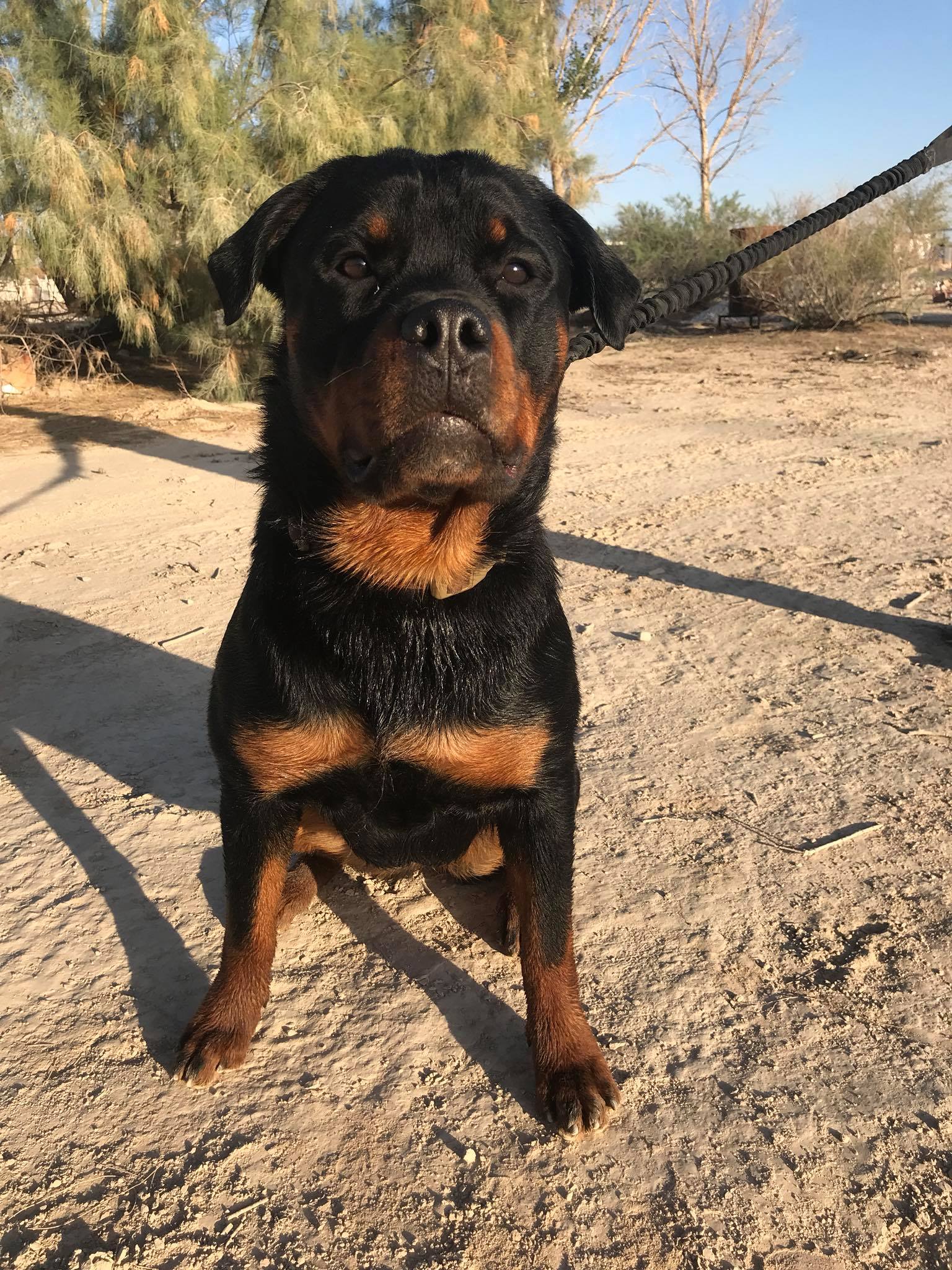Jabba’s little sister Ashoka Tano. Our... - Rottweiler Ranch | Facebook
