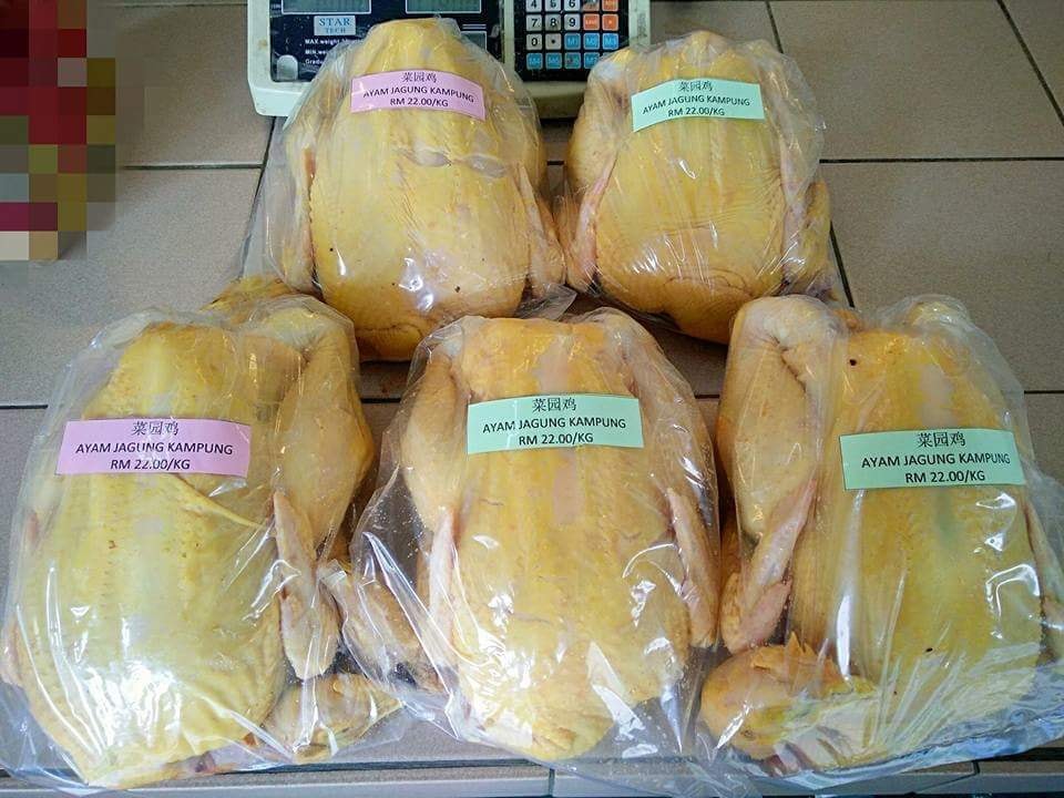 🐔菜园鸡， Ayam Jagung 🐔光颈鸡， Ayam... - Family Mart Sandakan 家好 | Facebook