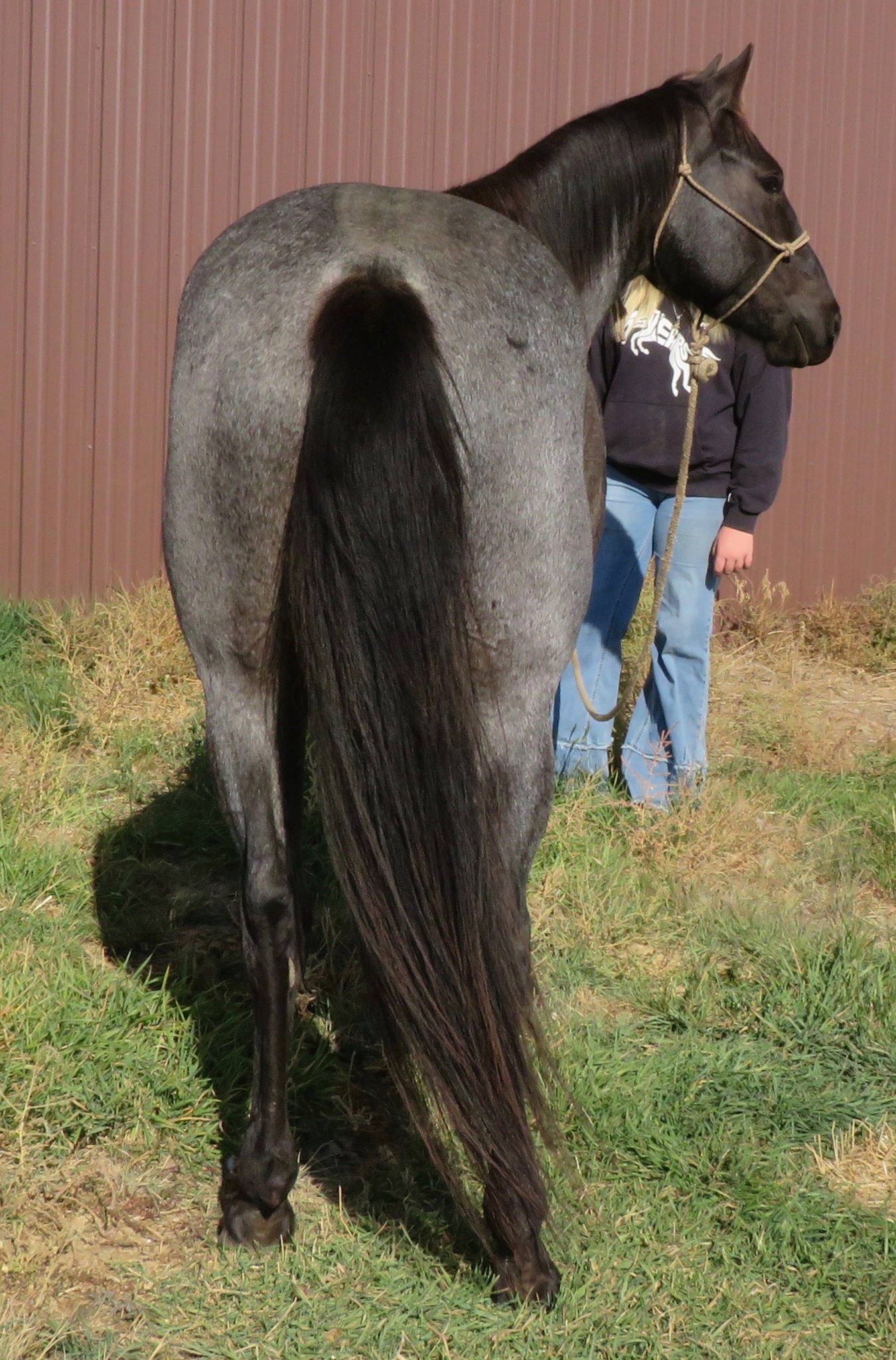 Quentin Marburger (Bullwhip) and his horse Popsicle.