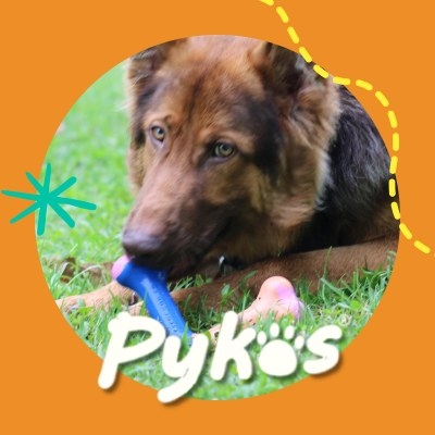 Pykos Mascotas - 🐾 EVITA ESTO PARA TENER UN PERRO...