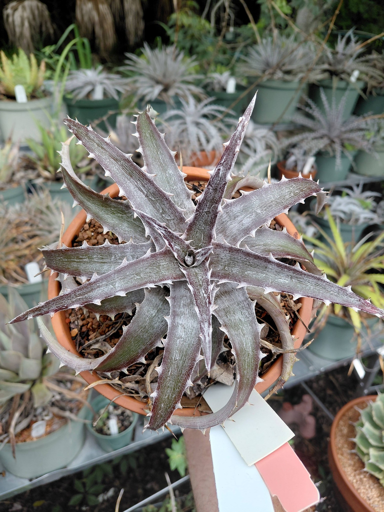 The Bill Baker clone of Dyckia dawsonii 🤩