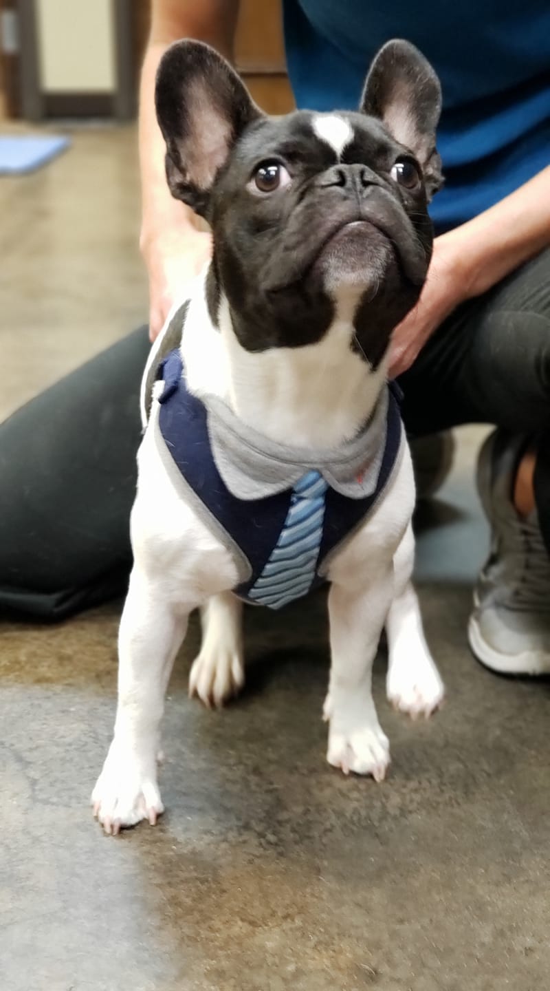 McGee Street Animal Hospital Pet Groomer Norman, Oklahoma 40
