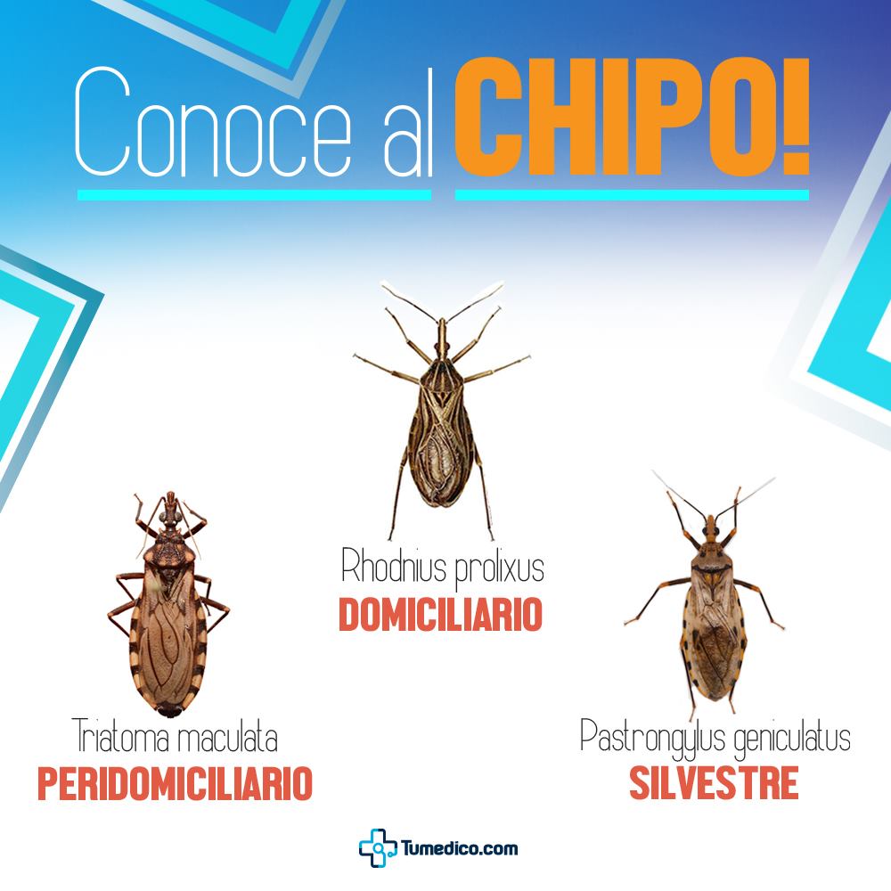 tumedico.com - El chipo es un insecto que se alimenta de... | Facebook