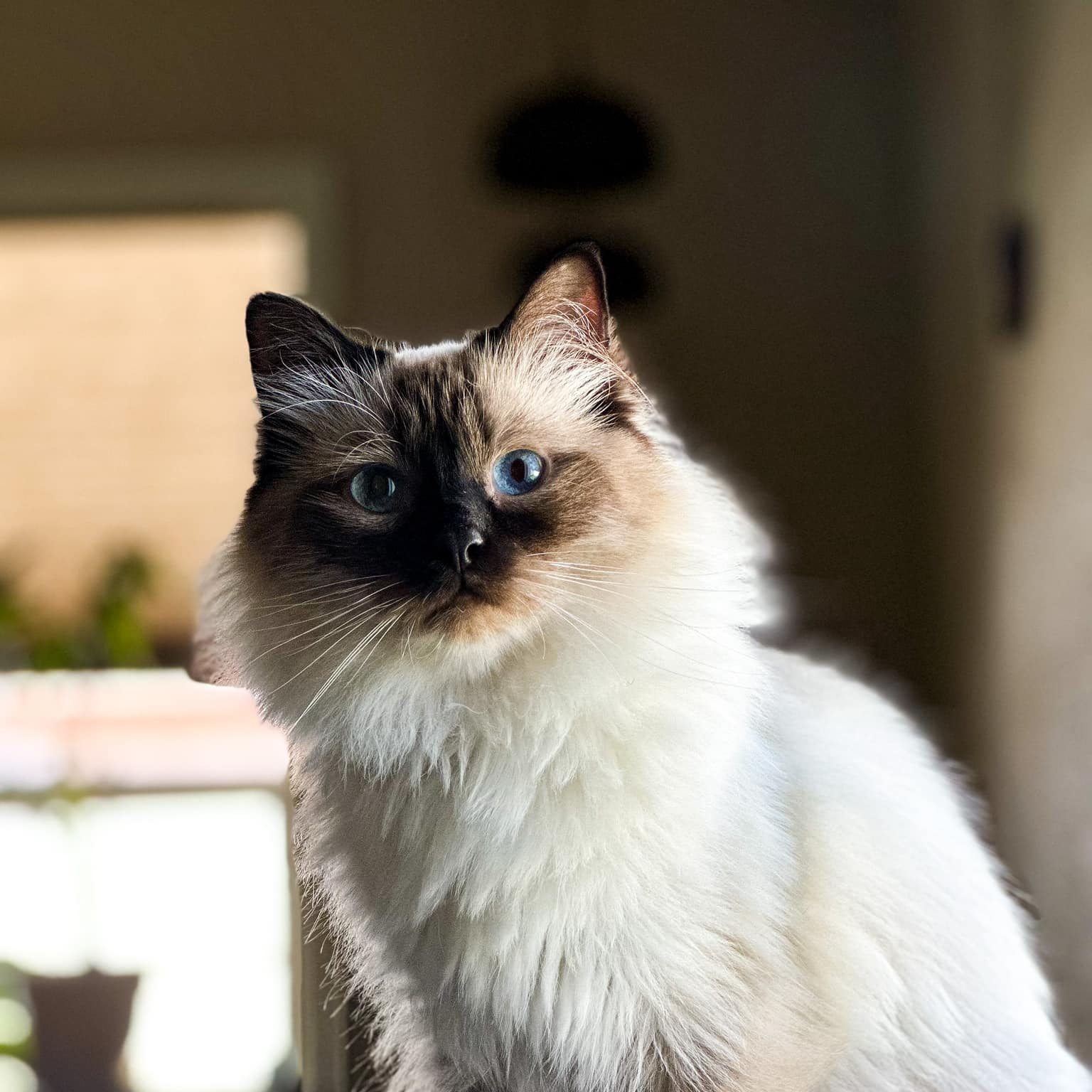 Happy fall... - Maddie Bear the Ragdoll Kitty Cat and Crew | Facebook