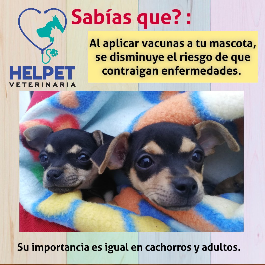 Recuerda que prevención es salud y... - Helpet Veterinaria