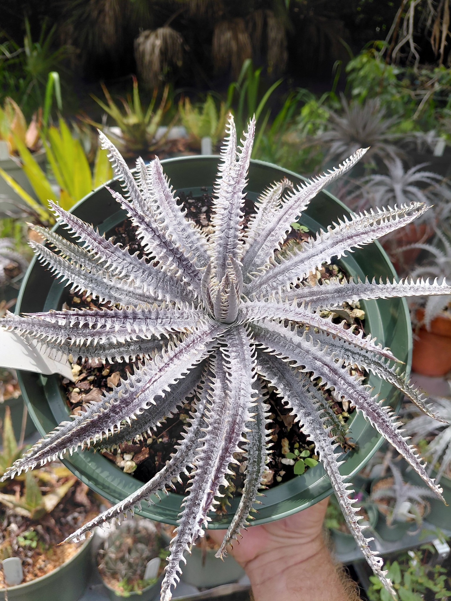 Was given this Dyckia without a name.