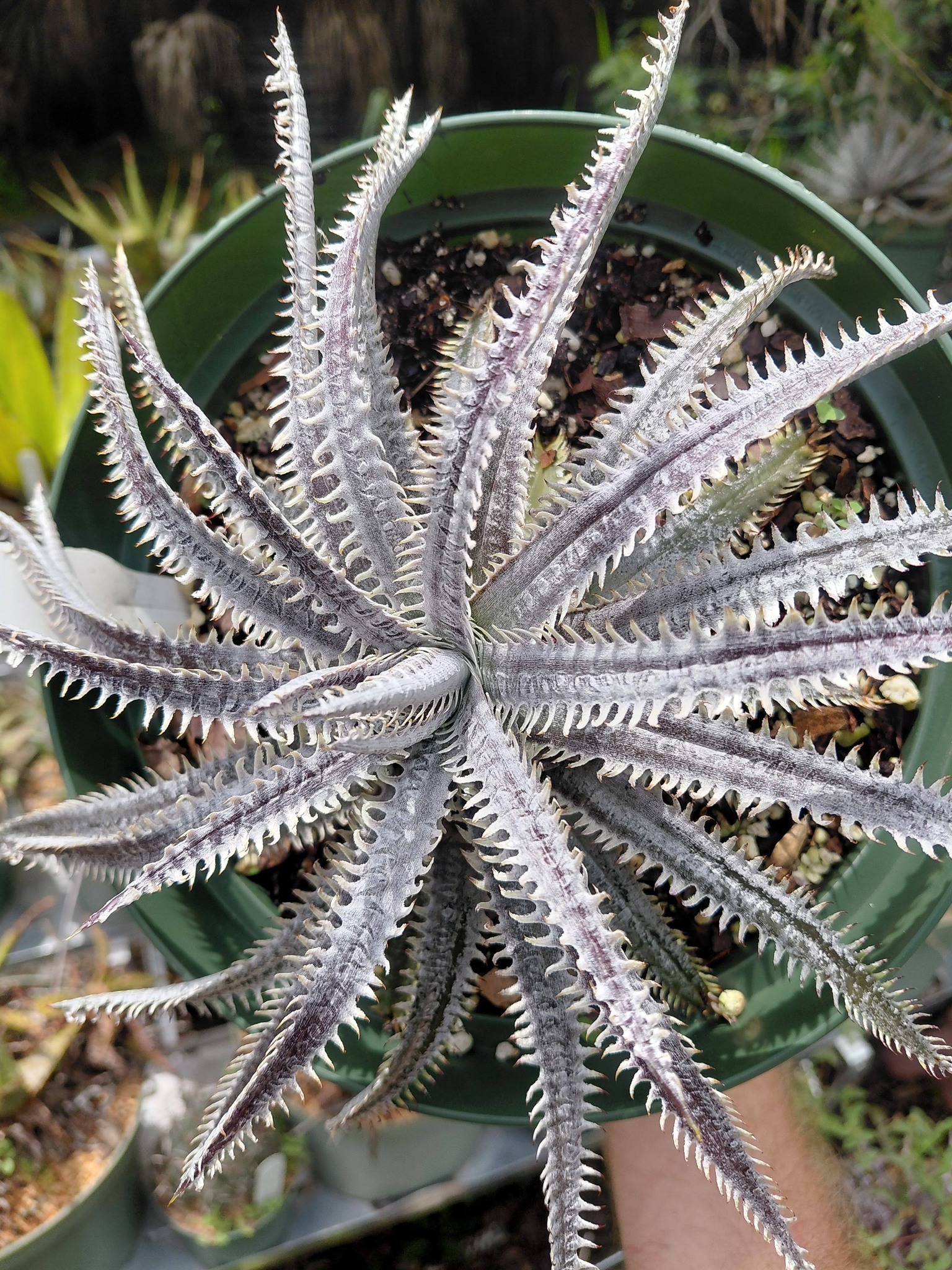 Dyckia dawsonii in my bromeliad collection