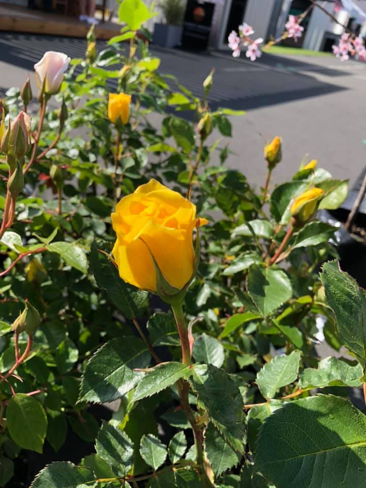 Roach's Roses and Nursery | Eureka