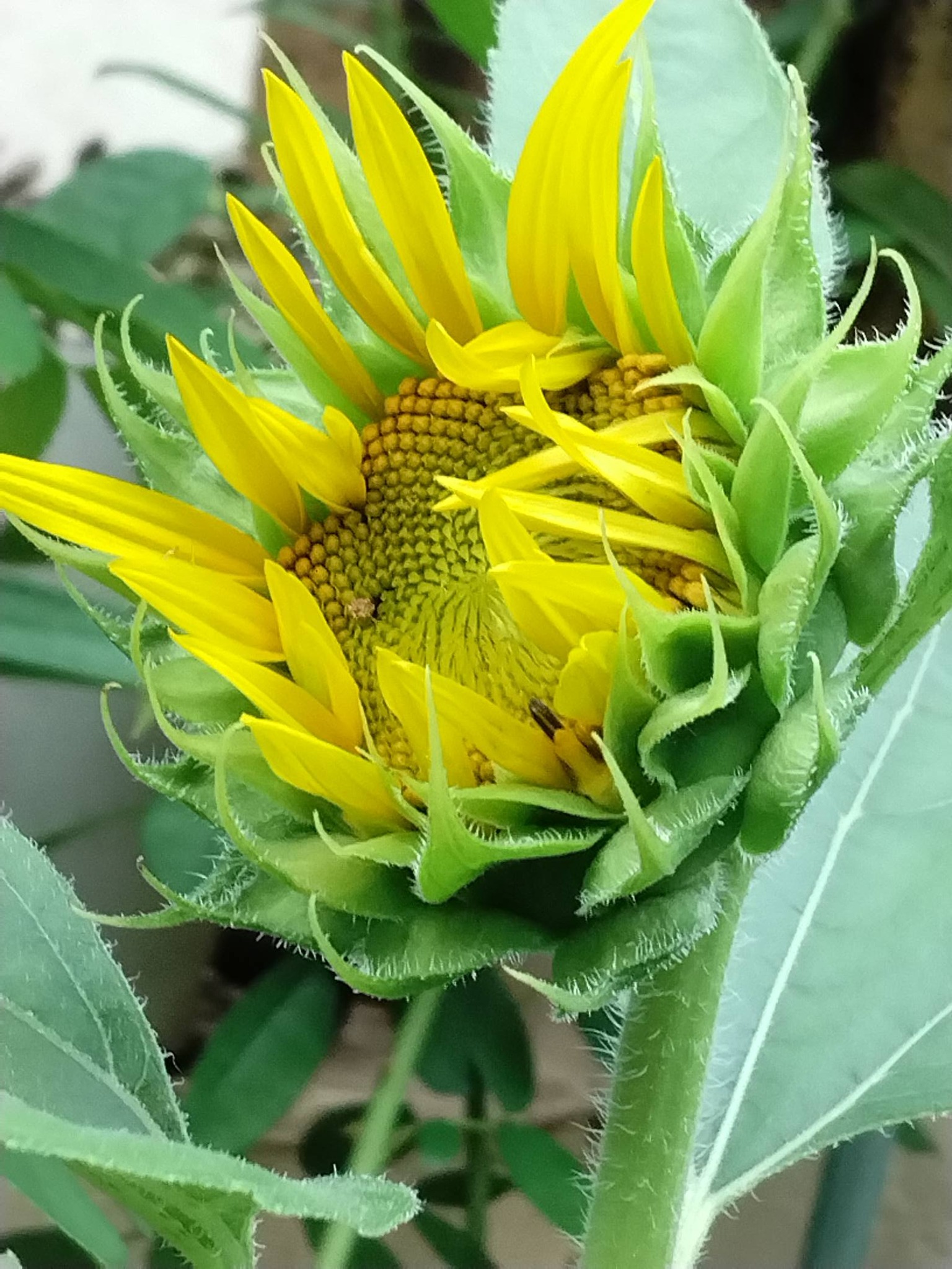 西洋オダマキ「キリガミ」が咲いています。今日黄色いチューリップの花