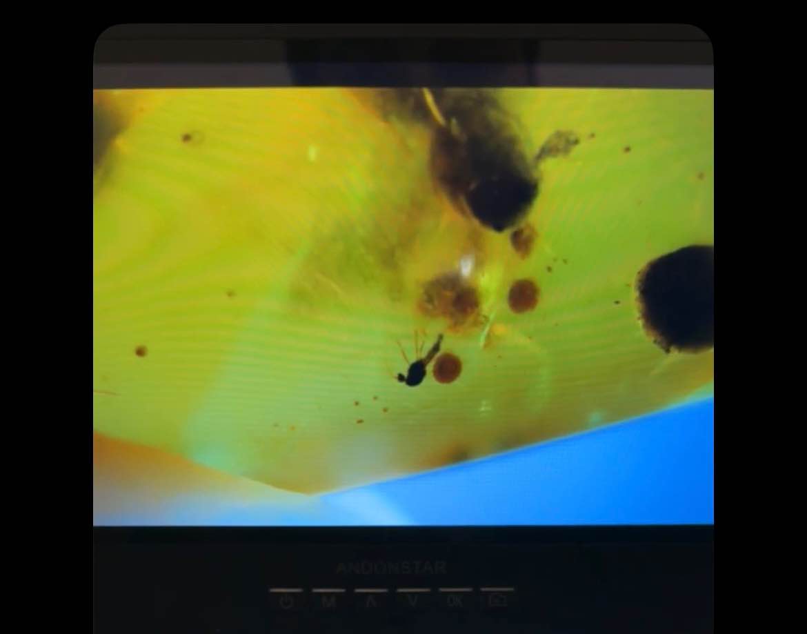 Genuine Burmese Amber (UV reactive-see photos) with 5 insects - Rocks ...