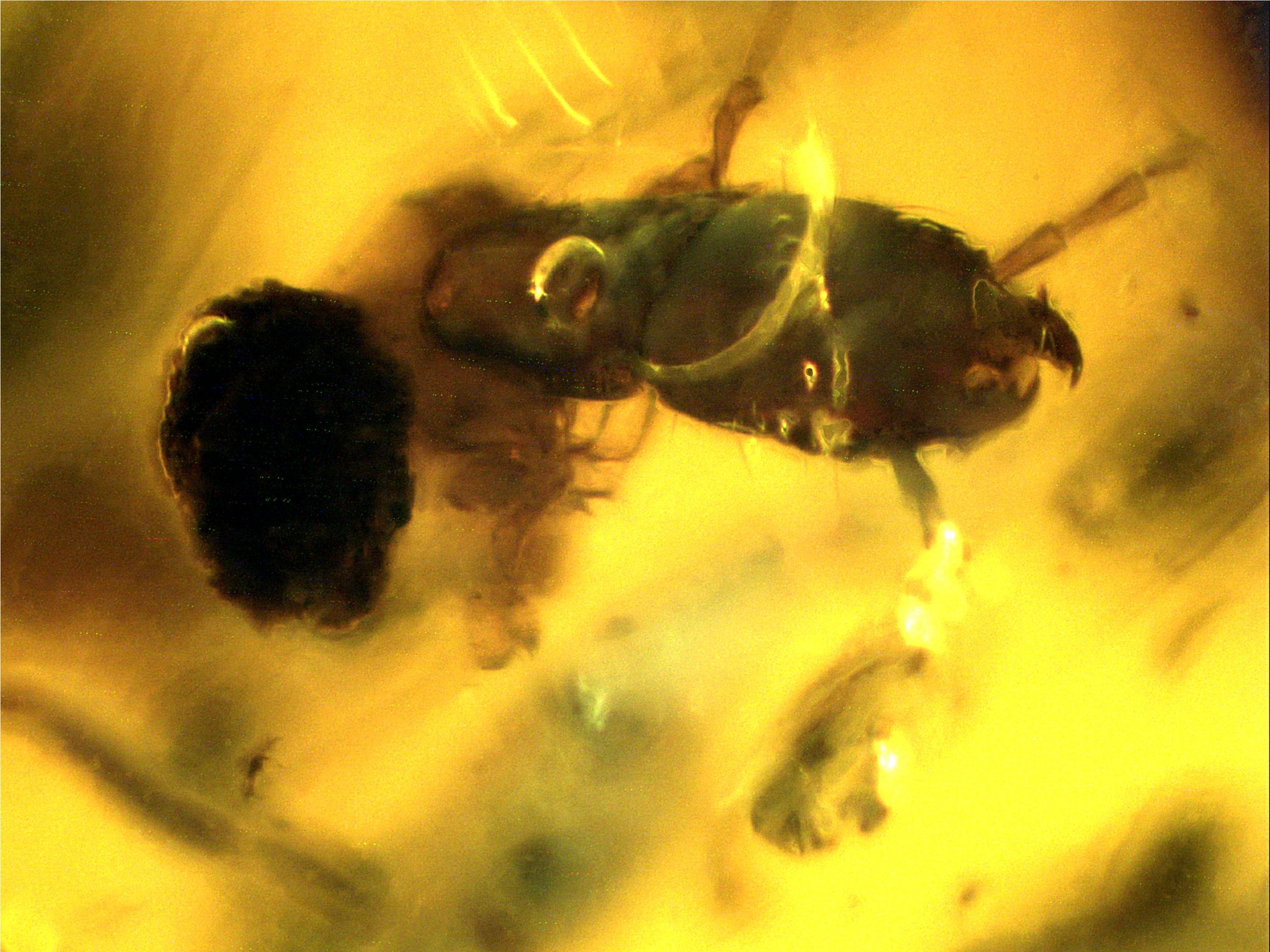 Insect Fossil Identification Western Eagle Workshop 8pcs Amber Fossil
