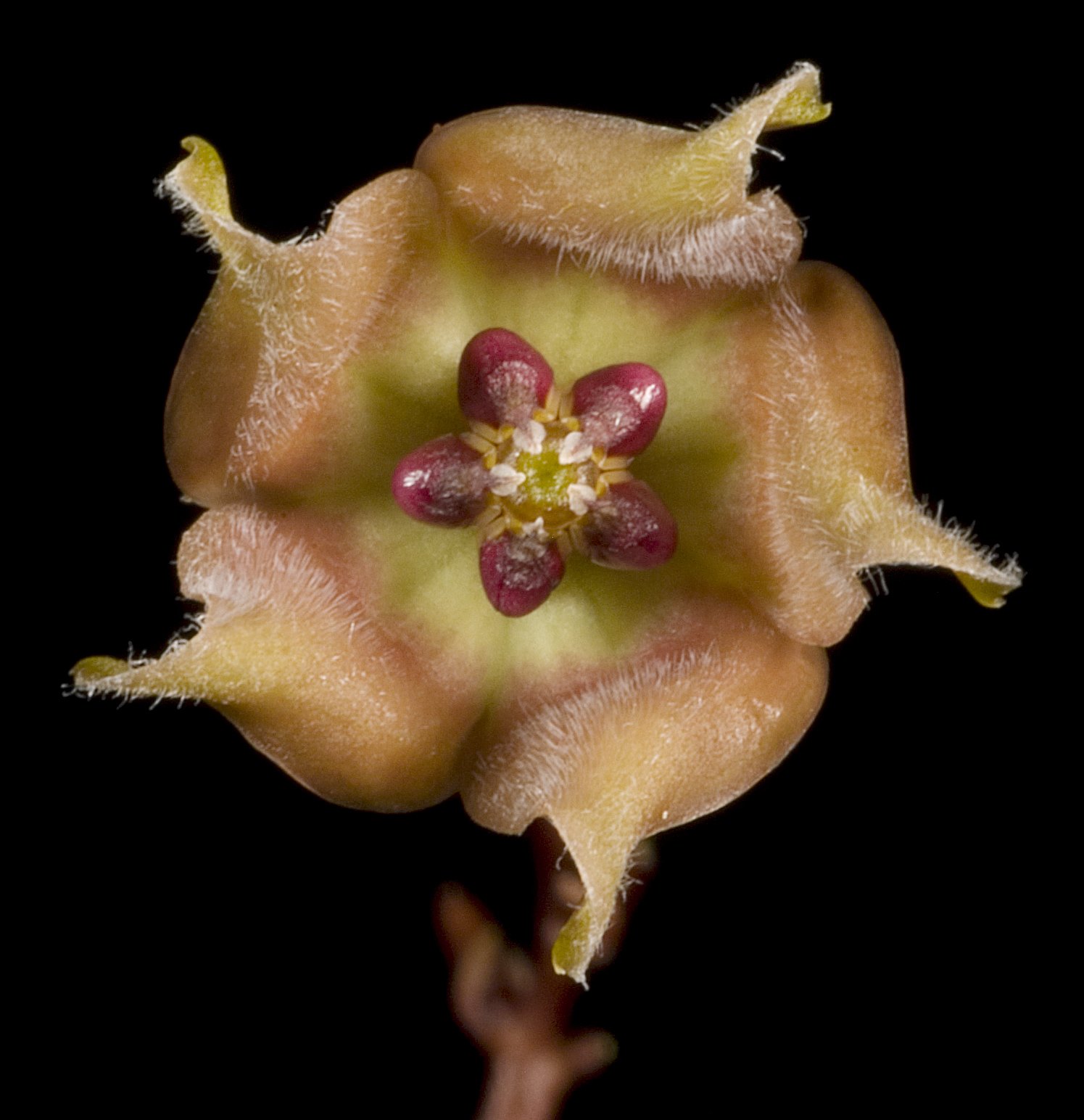 Plant of the Month — May... - Western Australian Herbarium | Facebook