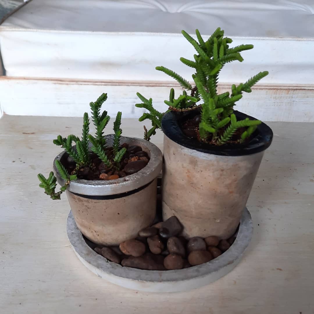 rococo.posadas - 🌱 Arreglo de RIZOS Nuevo arreglo de...