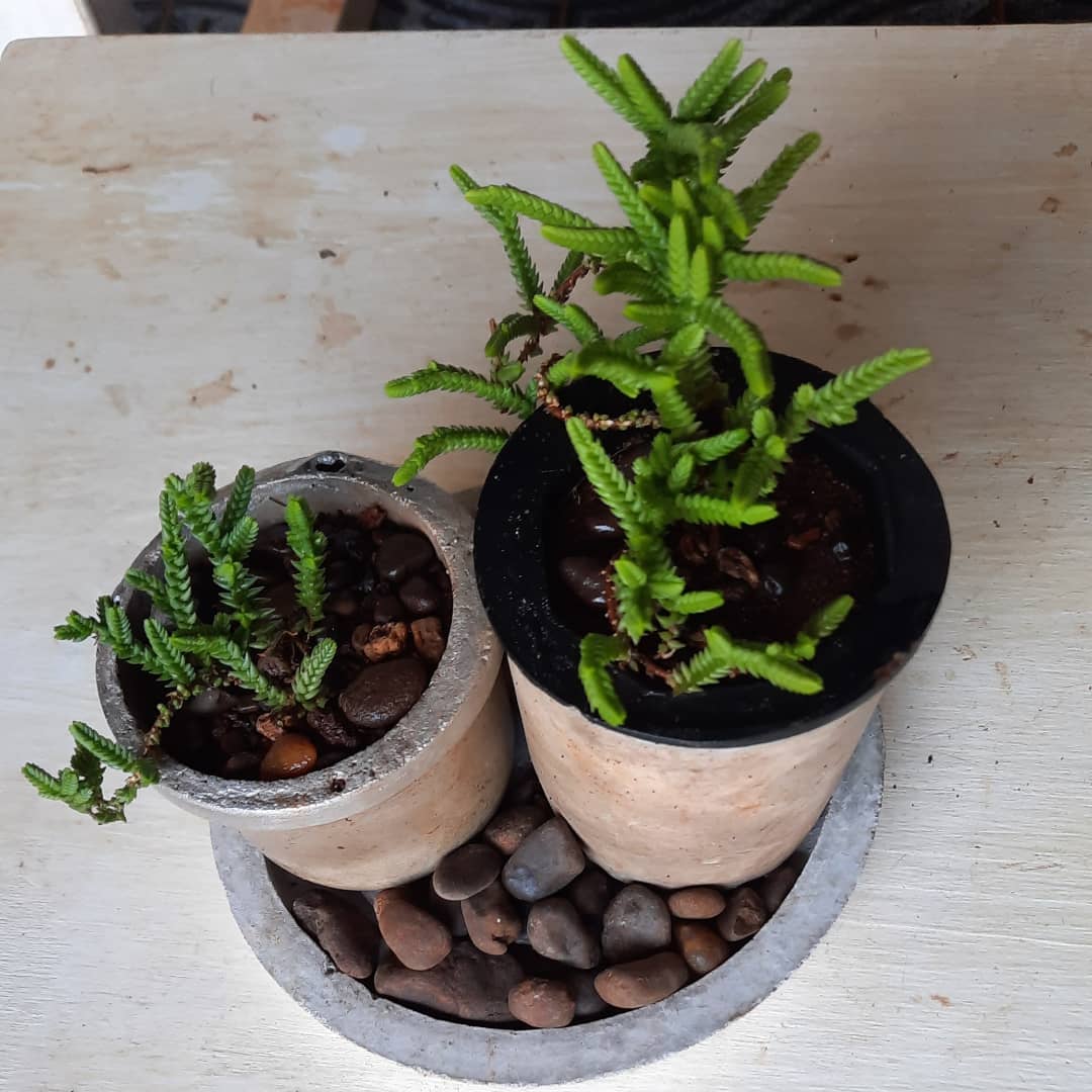 rococo.posadas - 🌱 Arreglo de RIZOS Nuevo arreglo de...