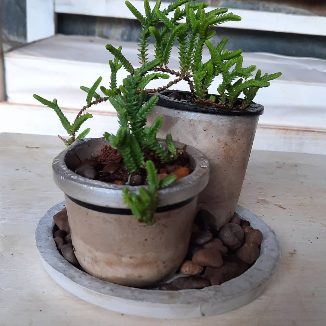 rococo.posadas - 🌱 Arreglo de RIZOS Nuevo arreglo de...