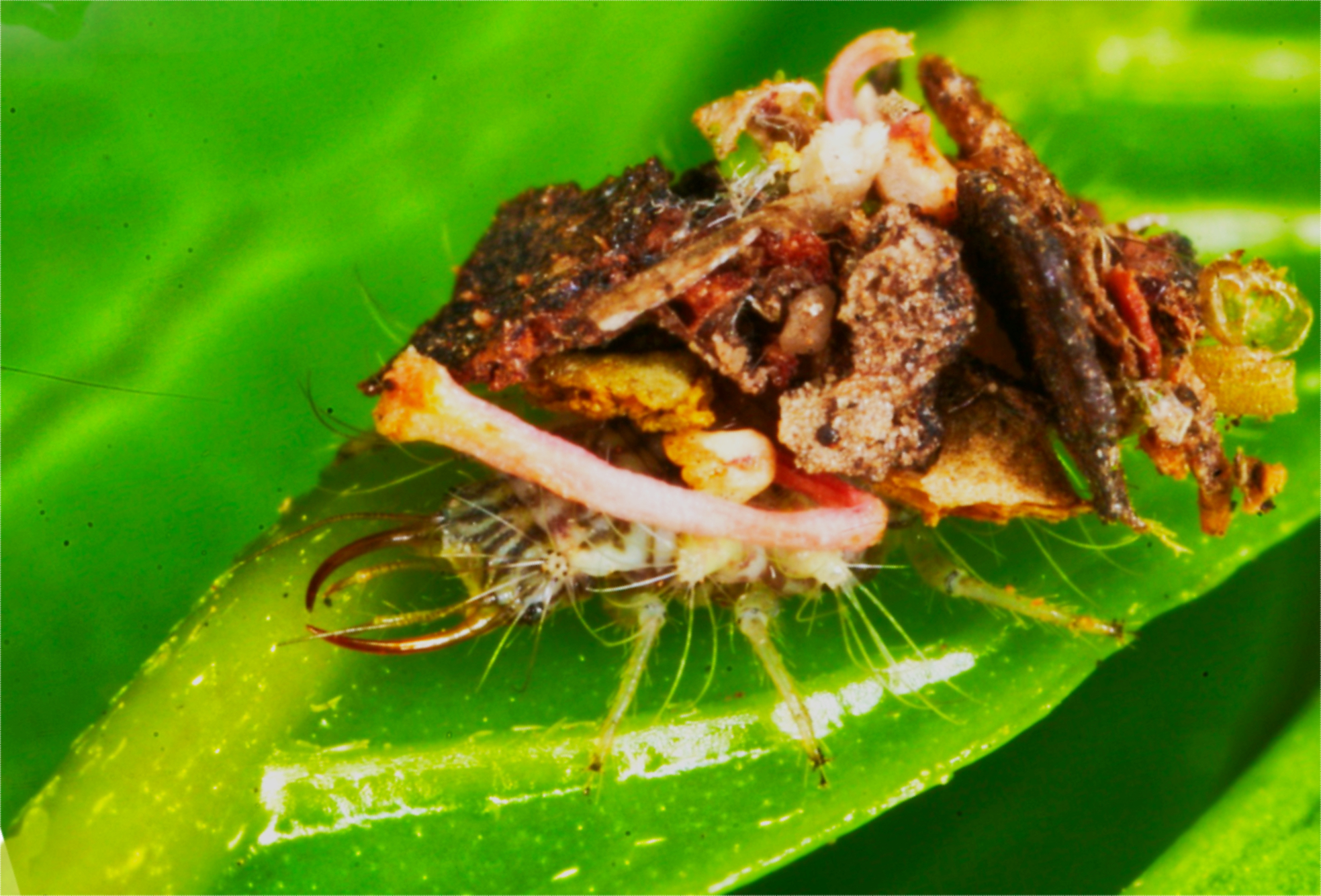 Australian Invertebrates, Bugs & Insects | Lacewing larva using it's ...