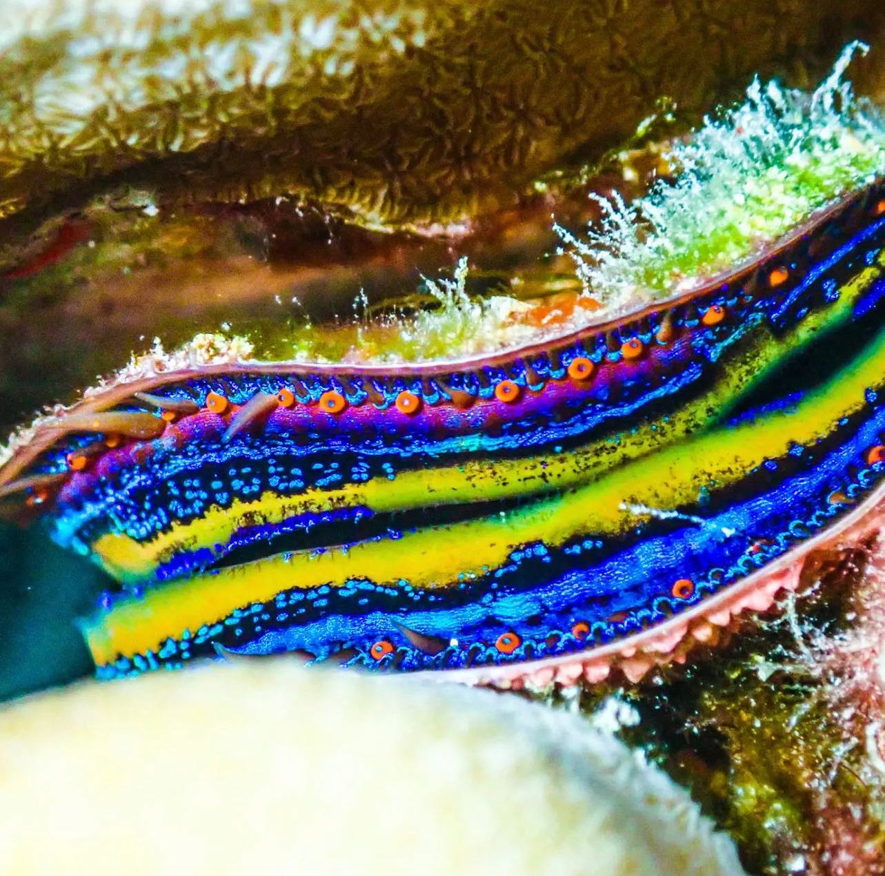 Beautiful shot of Pedum spondyloideum... - Axe Murderer Tours | Facebook