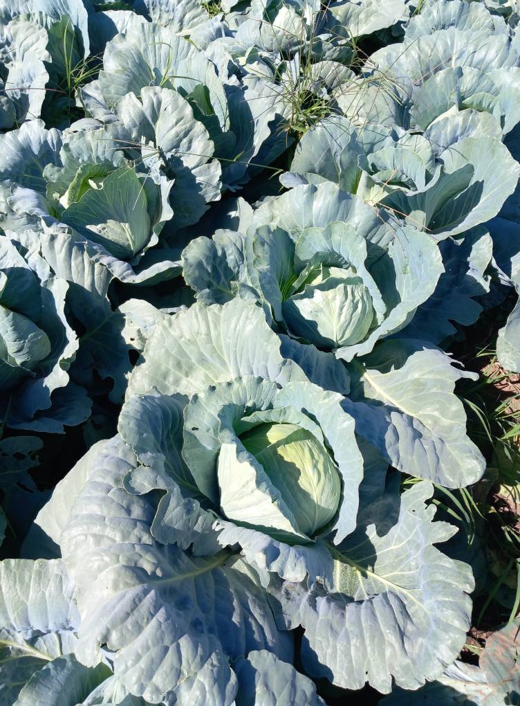 Vanzari Legume-Fructe Angro | Vand varza! Preț 1 leu kg Tel 0761 588 ...