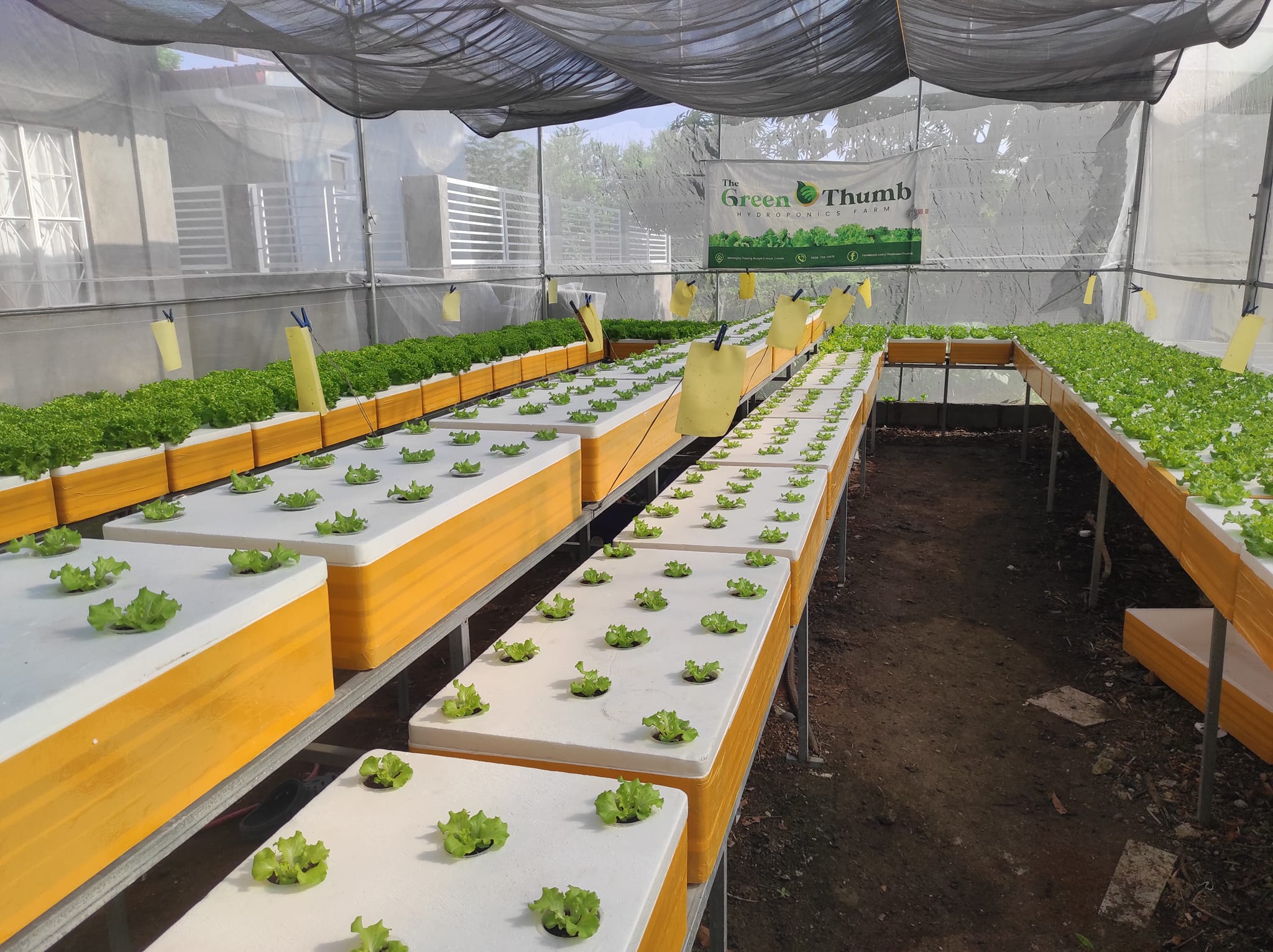 The Green Thumb Hydroponics Farm | Imus